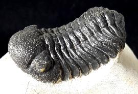 Trilobiten - Marokko - Barrandeops ovatus (McKELLAR & CHATTERTON 2009)